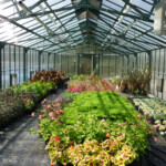 inisde view of school greenhouse