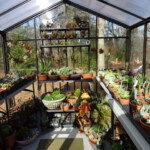 greenhouse inside with plants