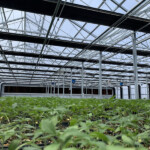 Commercial Gable Greenhouse